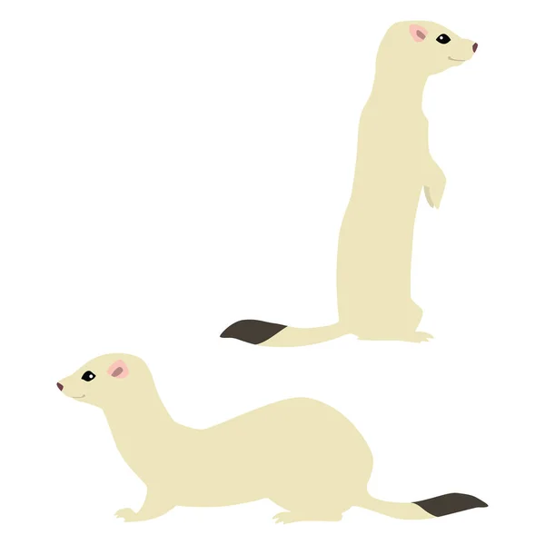 Vector Illustration Standing Sitting Cute Weasels Isolated White Background — Stock Vector