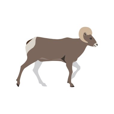 Beyaz arka planda izole Bighorn koyun yürüyüş vektör Illustration