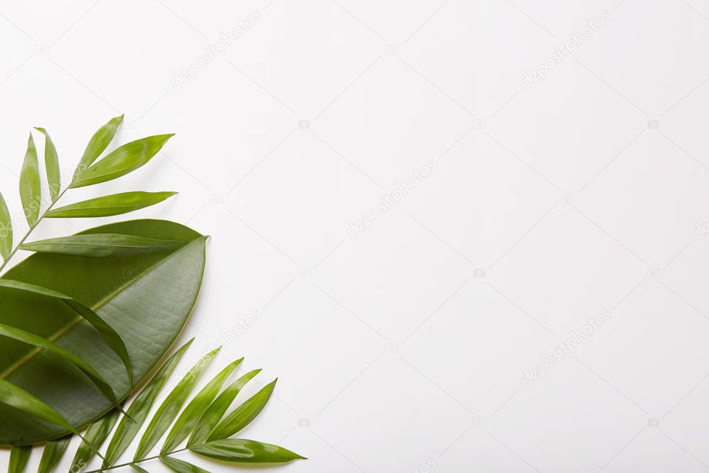Greenery in left corner of shot. Plant composition. Copy space for your advertising content, promotion, text information.