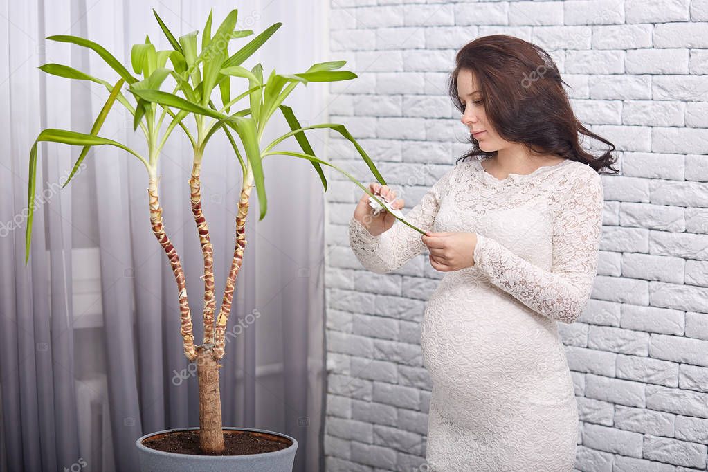 Young pregnant woman stands near window and brick wall, dusting leaves of big plant in her cosy appartment, wears white drees, expects baby, takes care of her favourite flower. Motherhood concept.