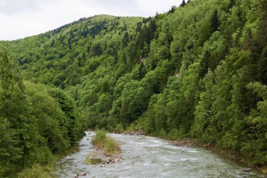 Ormanda nehir kenarında güzel bir sabah görüntüsü, yeşil ağaçlar, dağ nehrinin harika manzarası, çıkış yeri, ahşap manzarasının fotoğrafı, doğanın keyfi ve seyahat konsepti.