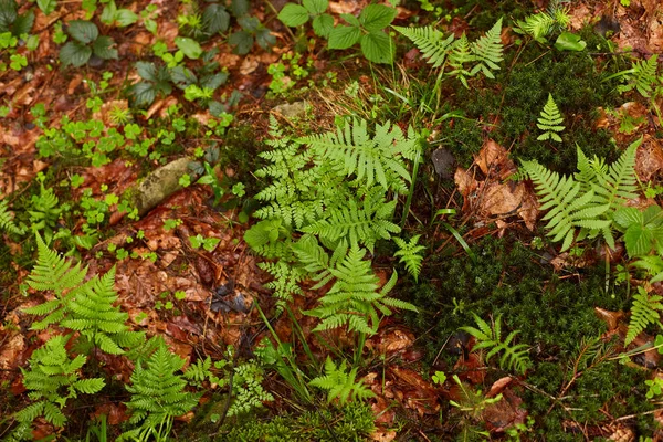 Yollar boyunca büyüyen orman bitkilerin açık görüntü, yeşil ve sarı yaprakları yağış sonra ıslak olmak, renkleri değiştirerek, sonbahar ormana gelen, yeşil çeşitli türleri. Doğa güzellik konsepti.