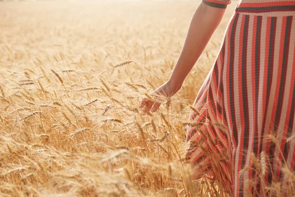 Mulher desconhecida vestindo vestido de verão despojado tocando talos de trigo com uma mão, tendo andado no campo sob raios de sol, sendo unido com a natureza, tempo para a colheita. Conceito de pessoas e natureza . — Fotografia de Stock