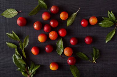 Koyu gri boyalı ahşap üzerinde meyve yaz hasat üst görünümü. Yeşil yaprakları ile çevrili taze organik ve lezzetli Erik ve aliches ile renkli kompozisyon. Temiz yeme konsepti.