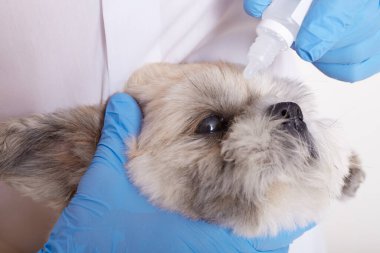Pekin köpeği için göz damlası damlayan yüzsüz veteriner, gözlerle sorunu olan köpek yavrusu, veteriner kliniğinde evcil hayvanları tedavi eden mavi lateks eldivenli veteriner..