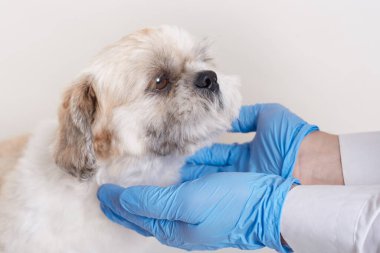 Veteriner, lateks eldiven takıyor, köpeği inceliyor, veteriner kliniğinde pekin kullanıyor, beyaz arka planda izole edilmiş, kimliği belirsiz bir veteriner, hasta bir köpek doktora bakıyor..