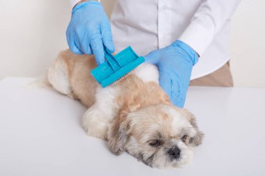 Veteriner kliniğinde köpek kılı taramak, temizlik işlemleri yapmak lateks eldivenli veteriner evcil hayvanları fırçalamak, beyaz masada yatan köpek yavrusu..
