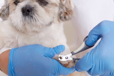 Mavi eldivenli insan eli köpek tırnağı kesiyor, veteriner özel aletler kullanıyor, veteriner kliniğinde pekin kullanıyor temizlik prosedürleri var, köpek yavrusu gibi oturuyor..