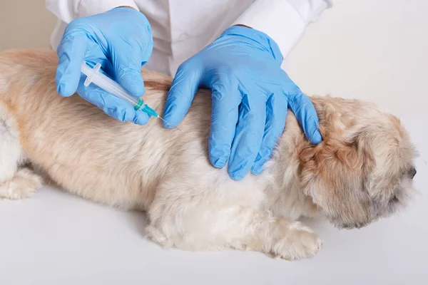 Veterinário Látex Adora Injeção Dong Para Cão Veterinário Segura Seringa — Fotografia de Stock