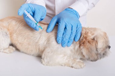 Veteriner kliniğinde Pekin köpeği, evcil hayvan aşısı, mavi lateks eldivenli yüzü olmayan veteriner. Ellerinde şırınga tutuyor ve köpek yavrusu için iğne yapıyor..