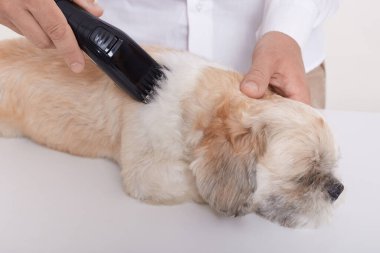 Bilinmeyen biri kırpıcı ile köpeğin tüylerini kesiyor veteriner salonundaki masada yatan Pekin köpeği, safkan hayvanlar için kesim prosedürleri yapan yüzsüz veteriner..