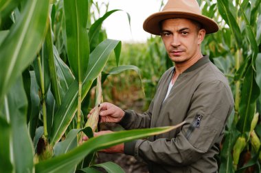 Şapka ve ceket giymiş, mısır tarlasında dikilen ve elinde koçan tutan ciddi bir erkek çiftçinin yakın çekimi. Doğrudan kameraya bakıyor..