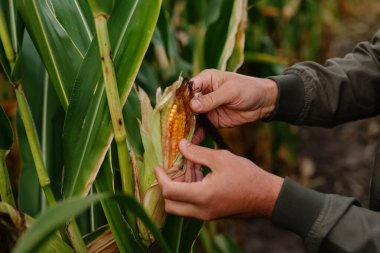 Bir tarladaki mısır koçanı üzerinde olgunlaşmış mısır koçanı inceleyen bir çiftçinin yakın çekimi altın çekirdekleri gösteriyor..