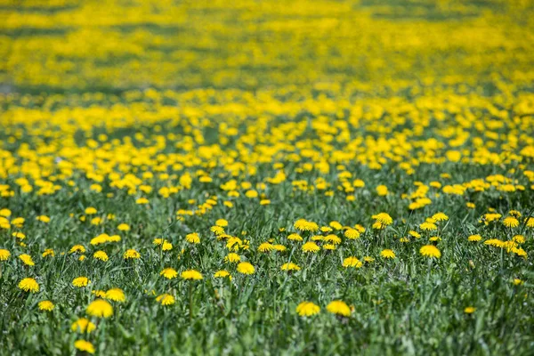 Bahar çiçek sarı dandelions alan. Seçici ve yumuşak odak.