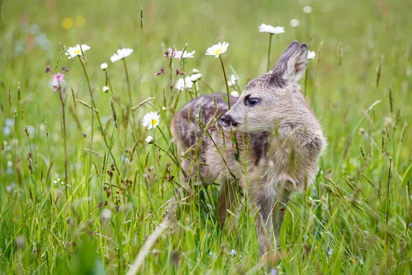 Junges Reh Gras Capreolus Capreolus Neugeborene Rehe Wilde Natur Frühling — Stockfoto
