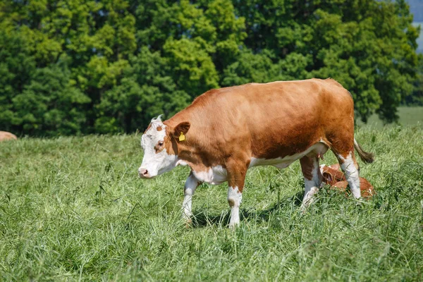Mera üzerinde otlatma inek. Doğa fauna ve flora.