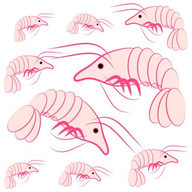 Beyaz arka plan üzerinde izole karides. Deniz yaşamı. Vektör çizim.