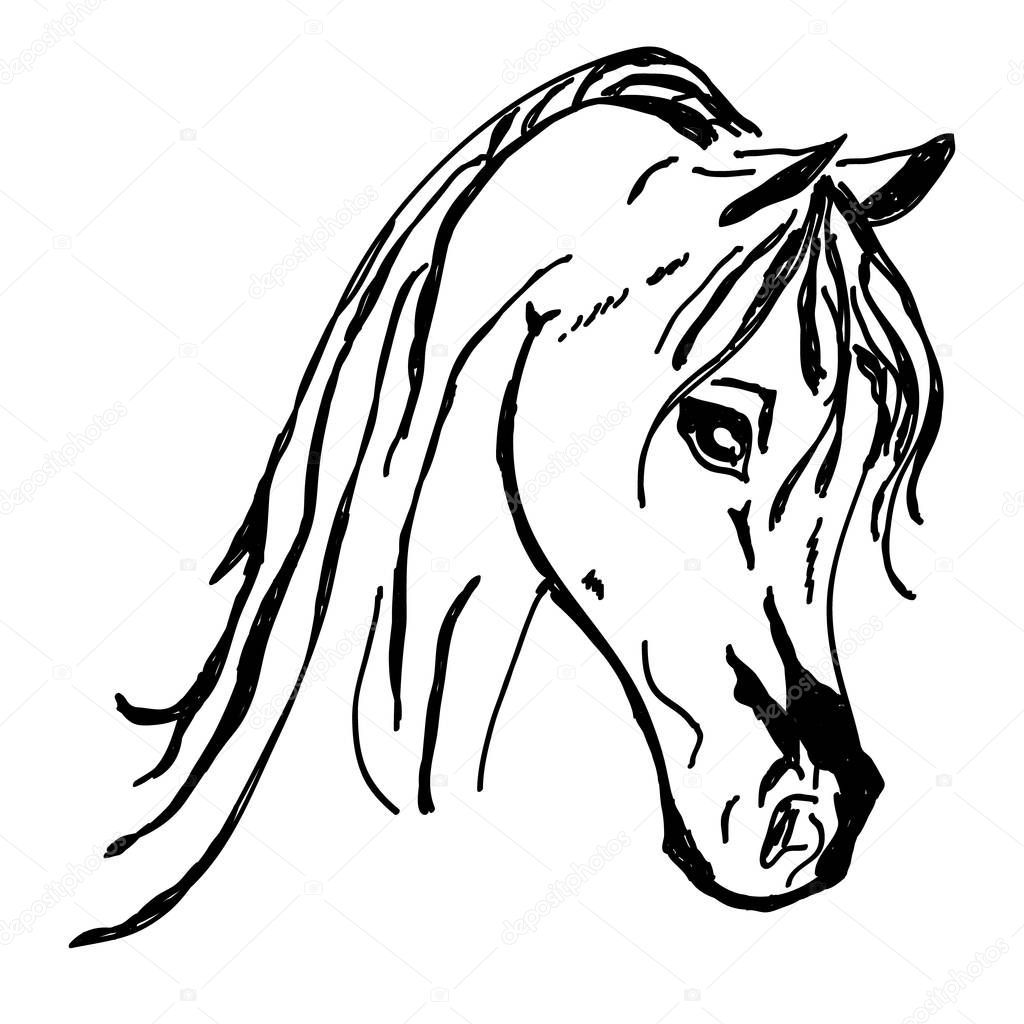 Beautiful horse head Silhouette isolated on white background
