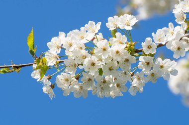Kiraz çiçekleri üzerinde mavi bir gökyüzü. Bahar çiçek arka plan. Kiraz Çiçekler ilkbaharda çiçek açması.