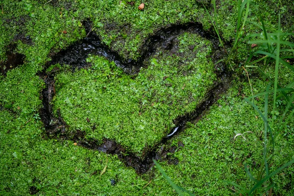 Green heart in wetland soil. Eco-friendly symbol and nature.