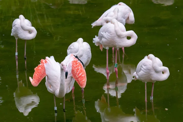 Plameňáci relaxační na rybníku. Ptáci v přírodě. — Stock fotografie