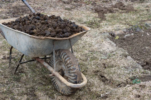 Letame di cavallo e ruota da giardino sul giardino. Fecondazione del suolo e cumulo di letame — Foto Stock