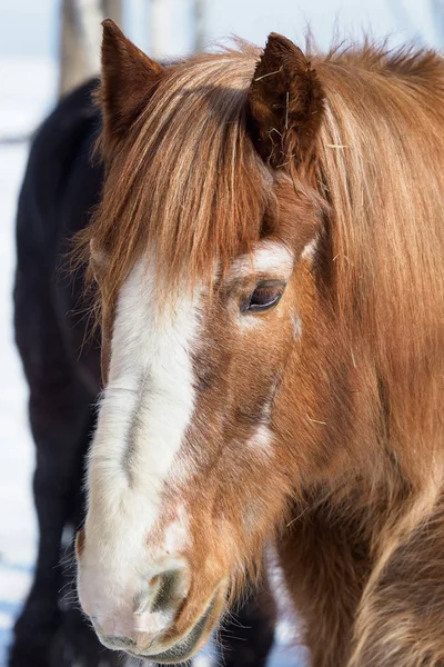 Brunt hästhuvud i solljus på vintern. Natur och djur. — Stockfoto