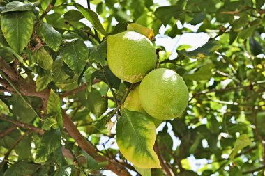Yeşil limon derin alanında düşük narenciye ağacı daldan asılı