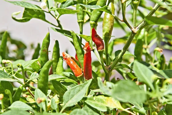 Red and green chili pepper hanging on branch from green garden, low deep of field