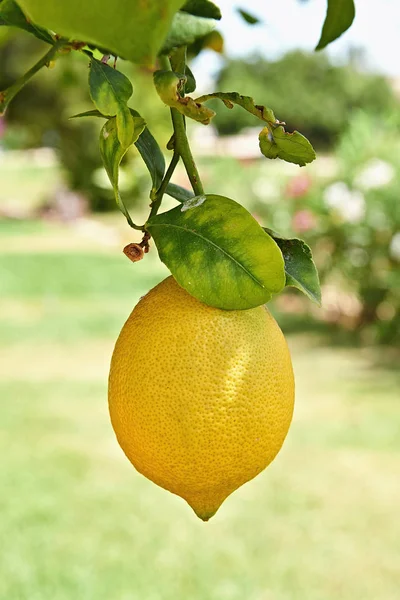 Gelbe Zitrone Hängt Ast Eines Zitrusbaums Tief Feld — Stockfoto
