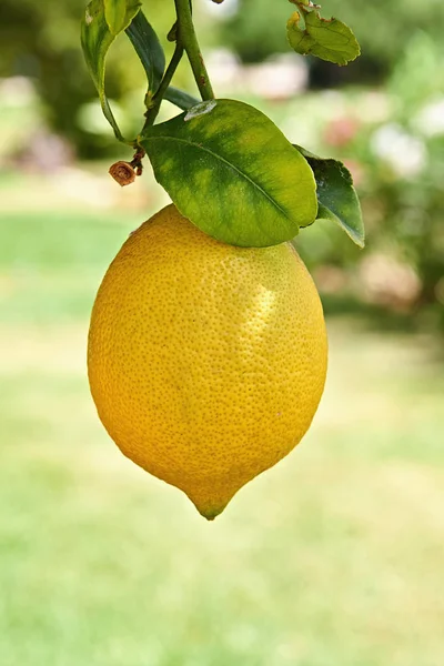 Gelbe Zitrone Hängt Ast Eines Zitrusbaums Tief Feld — Stockfoto