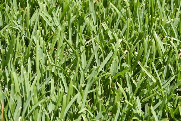 Getextureerde Dicht Omhoog Van Groen Gras Met Ruwe Structuur Zonnige — Stockfoto