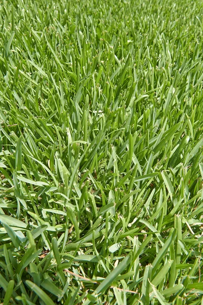 Textured Close Green Grass Rough Structure Sunny Light — Stock Photo, Image
