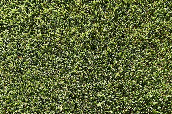 Textured Close Green Grass Rough Structure Sunny Light — Stock Photo, Image