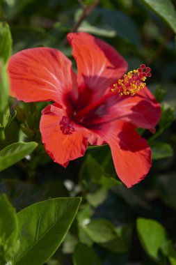 Güzel kırmızı Ibiscus karşı yeşil yaprakları
