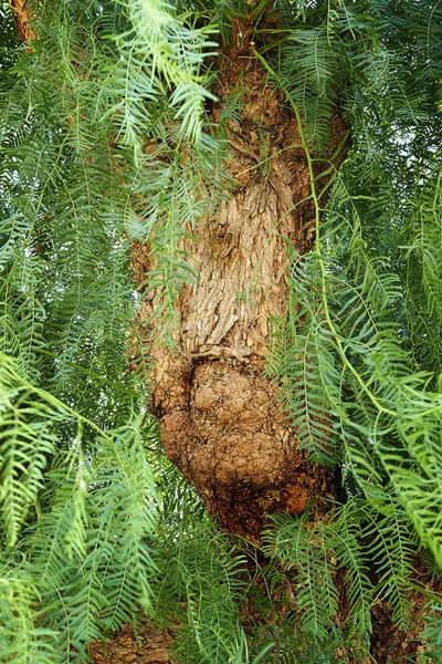 Dettaglio Tronco Legno Albero Tropicale Meridionale Faccina Anteriore — Foto Stock