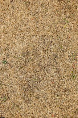 Ölümcül büyük ısı dalgaları parkta Josaphat Brüksel, Belçika