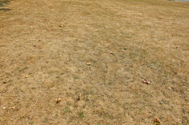 Ölümcül büyük ısı dalgaları parkta Josaphat Brüksel, Belçika