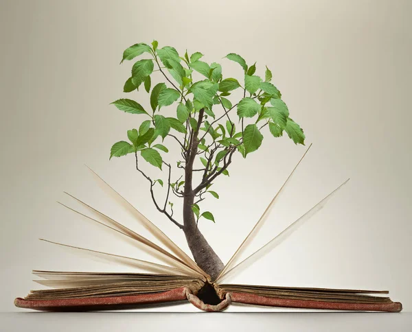 Pages Ouvertes Livre Avec Feuillage Vert Sur Arbre — Photo