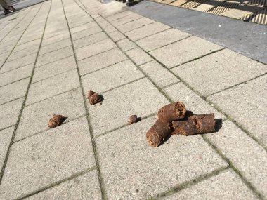 Kaldırımda iğrenç köpek bok