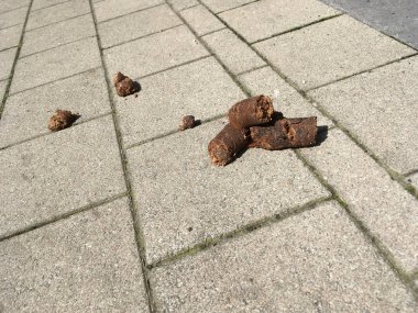 Kaldırımda iğrenç köpek bok
