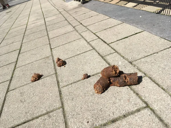 Disgusting dog shit on sidewalk — Stock Photo, Image