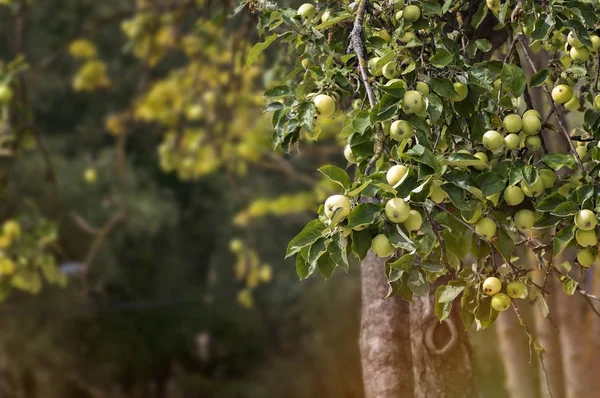 Яблоня с зелеными яблоками — стоковое фото