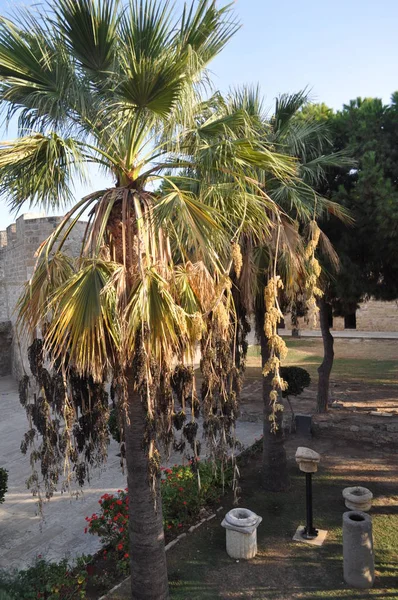 Castillo Medieval Larnaca Larnaka Chipre — Foto de Stock