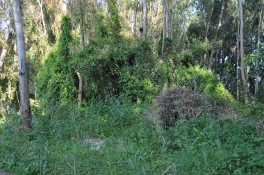 Kıbrıs'ta orman yoluyla güzel patika