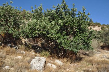 Kıbrıs'ta orman yoluyla güzel patika