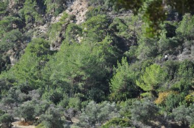 Kıbrıs'ta orman yoluyla güzel patika