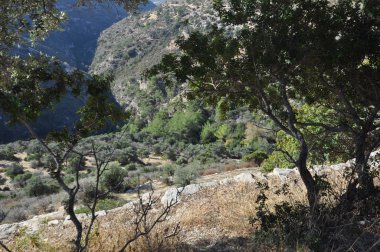 Kıbrıs'ta orman yoluyla güzel patika