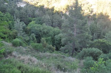 Kıbrıs'ta orman yoluyla güzel patika