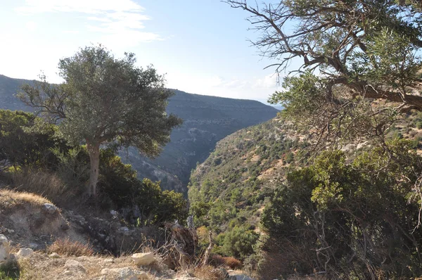 Krásná Cesta Lesem Kypru — Stock fotografie